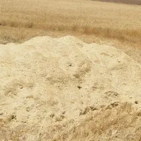 کاه گندم