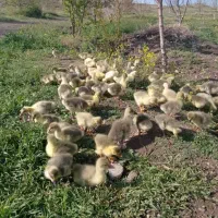 جوجه غاز یه هفته ای و دو هفته ای