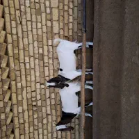 گوسفنددوراس بز پاکستانی