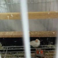 پرنده فنچ|پرنده|بومهن, |دیوار