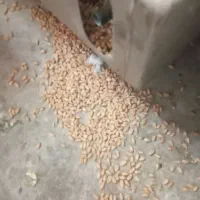 گندم