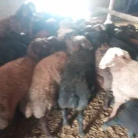 بره|حیوانات مزرعه|فرمهین, |دیوار