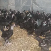 نژاد اصیل مرغ وخروس سیاه