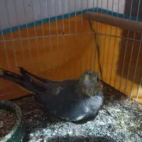 دوعددجوجه عروس هلندی هردوجنسیت نر