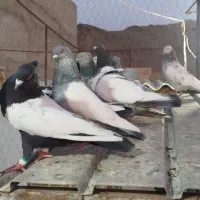 کبوتر رنگی