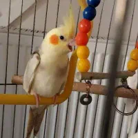 جوجه های دانخور شده عروس هلندی ۳ ماهه و دو ماهه