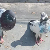 کبوتر جفتی ۱۰۰۰ت