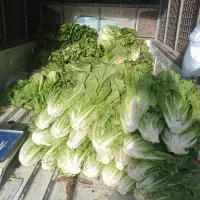 کاهو کیلو ۷