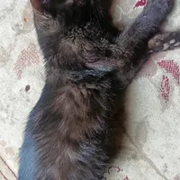 بچه گربه مشکی