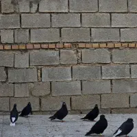 فروش کته رنگی دمسفید