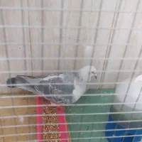 جفت کبوتر|پرنده|بیرجند, |دیوار