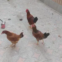 خروس و مرغ محلی