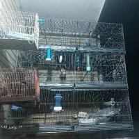 قفس ۶ خان قفس سهره