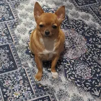 سگ شیواوا ماده