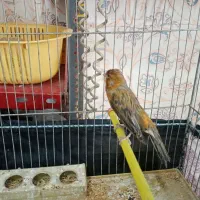 فروش جوجه قناری|پرنده|یزد, |دیوار