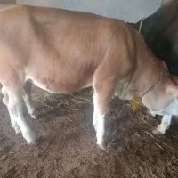 تلیسه سیمینتال  اصل