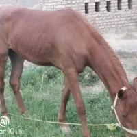 اسب|اسب و تجهیزات اسب‌سواری|خلیل آباد, |دیوار