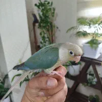 گرینچیک پاین اپل