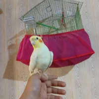 عروس هلندی نر