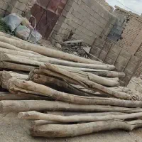 خرید انواع چوب|خدمات باغبانی و درختکاری|بهمن صغاد, |دیوار