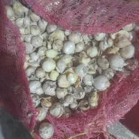 موسیر کوهی|خوردنی و آشامیدنی|نجف‌آباد, گلدشت|دیوار