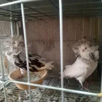 کبوتر سوپر شامپیون