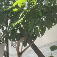 دوتا درختچه بزرگ وزیبا وسر حال