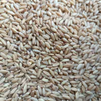 فروش محصولات کشاورزی ارزن گندم کتان ذرت تخمه