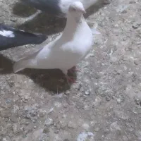 کبوتر نوک ریز|پرنده|رزن, |دیوار