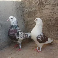چند جفت دهنخورده درجه یک ضمانتی