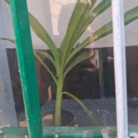 گل سوسن عنکبوتی|گل و گیاه طبیعی|آشتیان, |دیوار