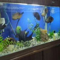 آکواریم ماهیران