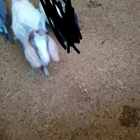 حیوانات مزرعه|حیوانات مزرعه|چگنی, |دیوار