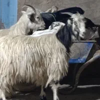 بیگ|حیوانات مزرعه|شوشتر, |دیوار