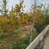 فروش-باغ-نیشابور