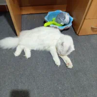 گربه اسکاتیش سفید