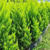 سرو و کاج لاوسون در ورامین پیشوا