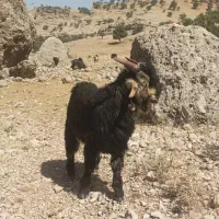 بیگ