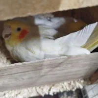 فروش سه جفت عروس مولد|پرنده|تهران, آهنگ|دیوار