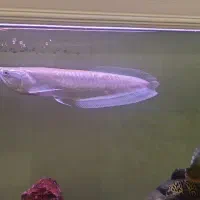 آروانا آلبینو