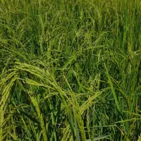 برنج طارم دم سیاه