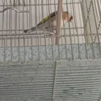 سهره جفتی قرص بخون