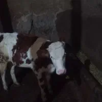 گاو|حیوانات مزرعه|مهربان, |دیوار