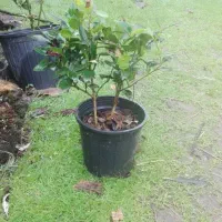 تعدادی گل گلدانی