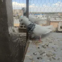 کفترپرشی طوقی