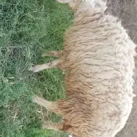فروش میش
