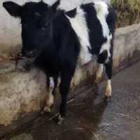 گوساله ماده گیل دورگ|حیوانات مزرعه|سیاهکل, |دیوار