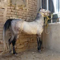 اسب نریون پنج سال یورقه|اسب و تجهیزات اسب‌سواری|پیرانشهر, |دیوار