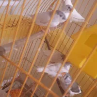 جوجه فنچ دونخور چهار عدد