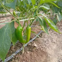 فلفل کاپی درجه یک